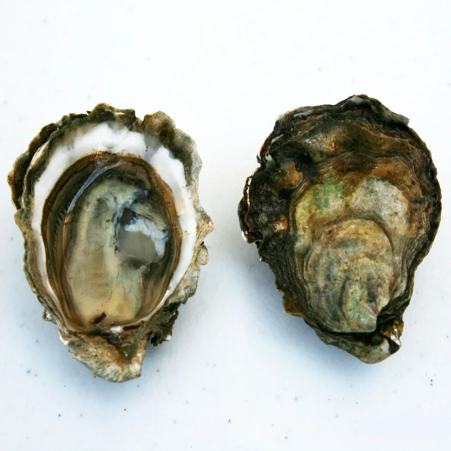 Oyster Varieties